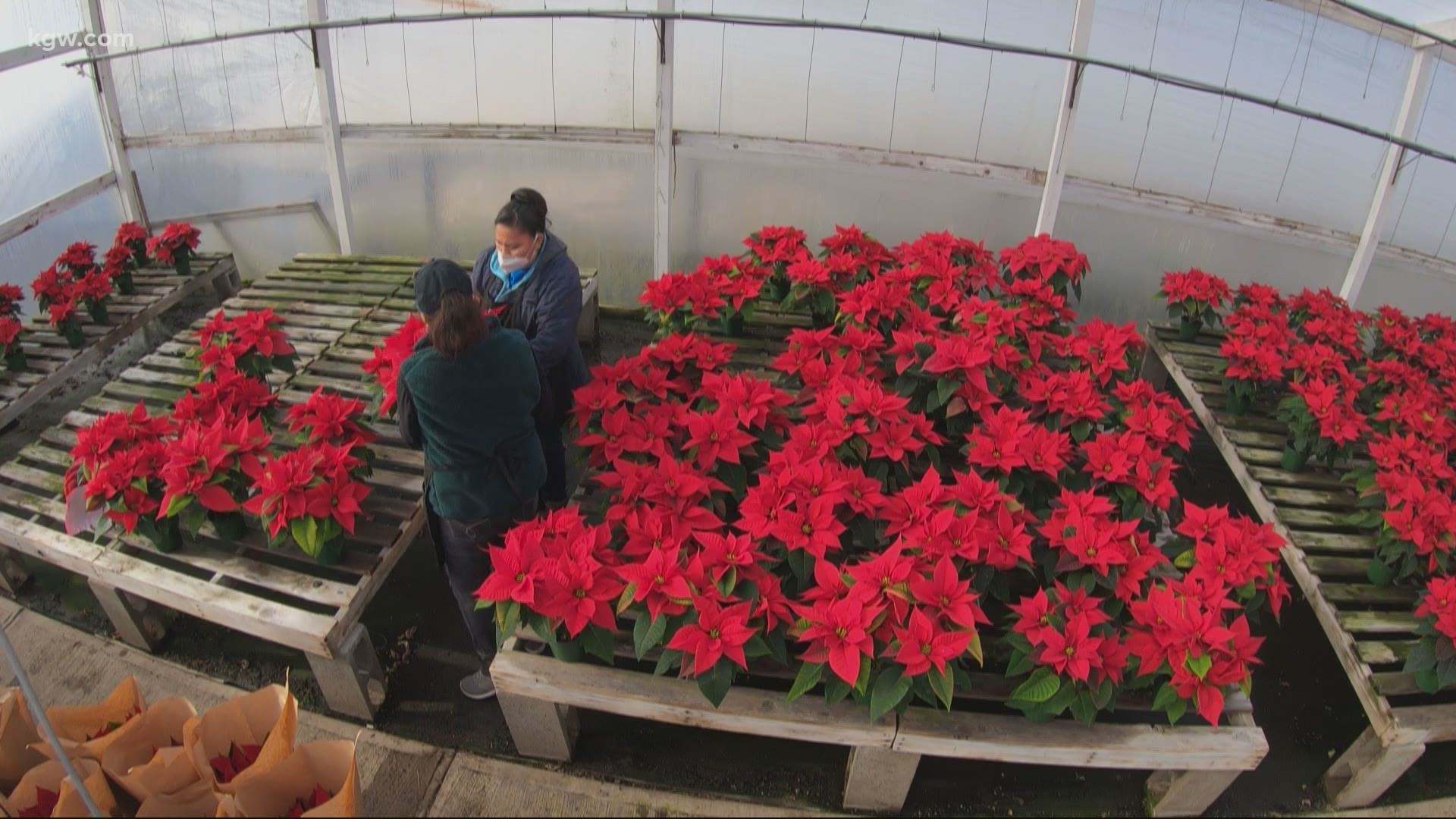 The owner of a Cornelius greenhouse is making a colorful donation to assisted living centers around Portland. Jon Goodwin has the story.