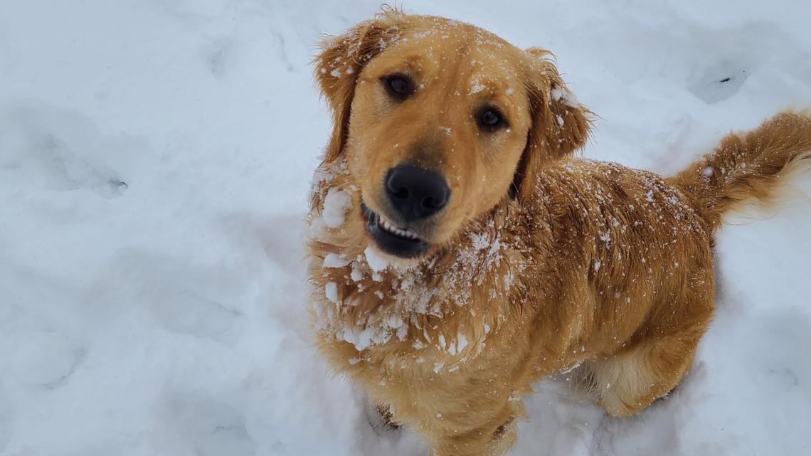 how do you keep snow clumps out of dogs