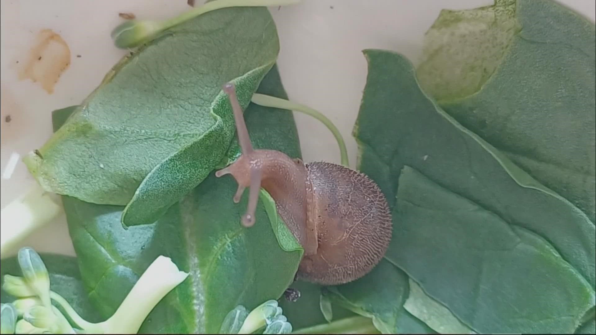 Garden Snail (OREGON: Rogue Valley, Klamath Basin, Crater Lake