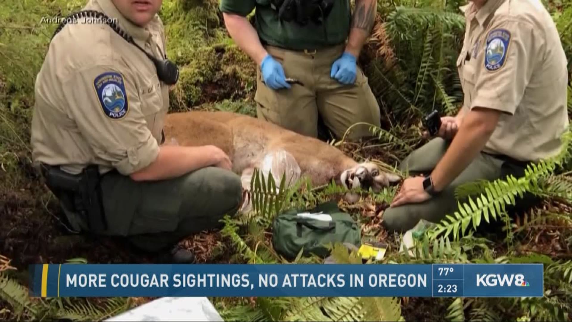 More cougar sightings, no attacks in Oregon