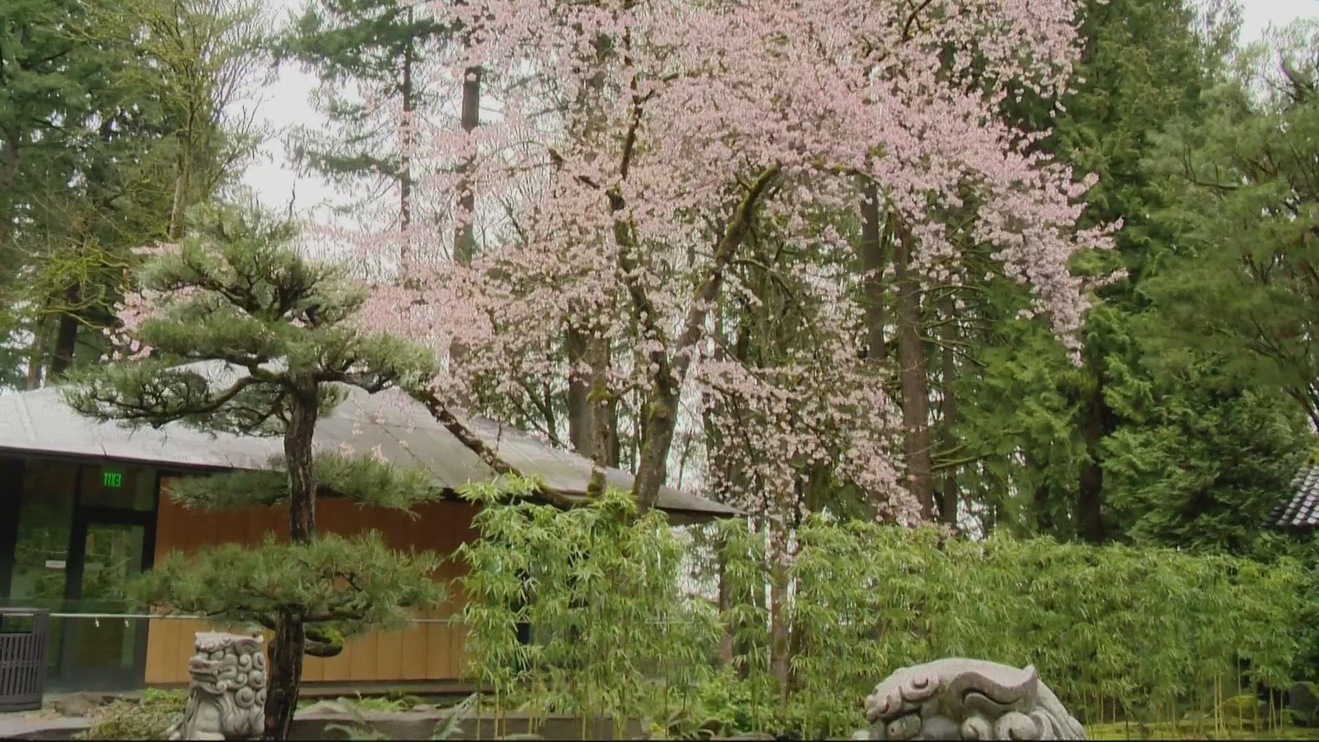 It's a contemplative experience taking in the cherry blossoms within the Japanese Garden, where a lone weeping cherry tree blooms as the original designer intended.