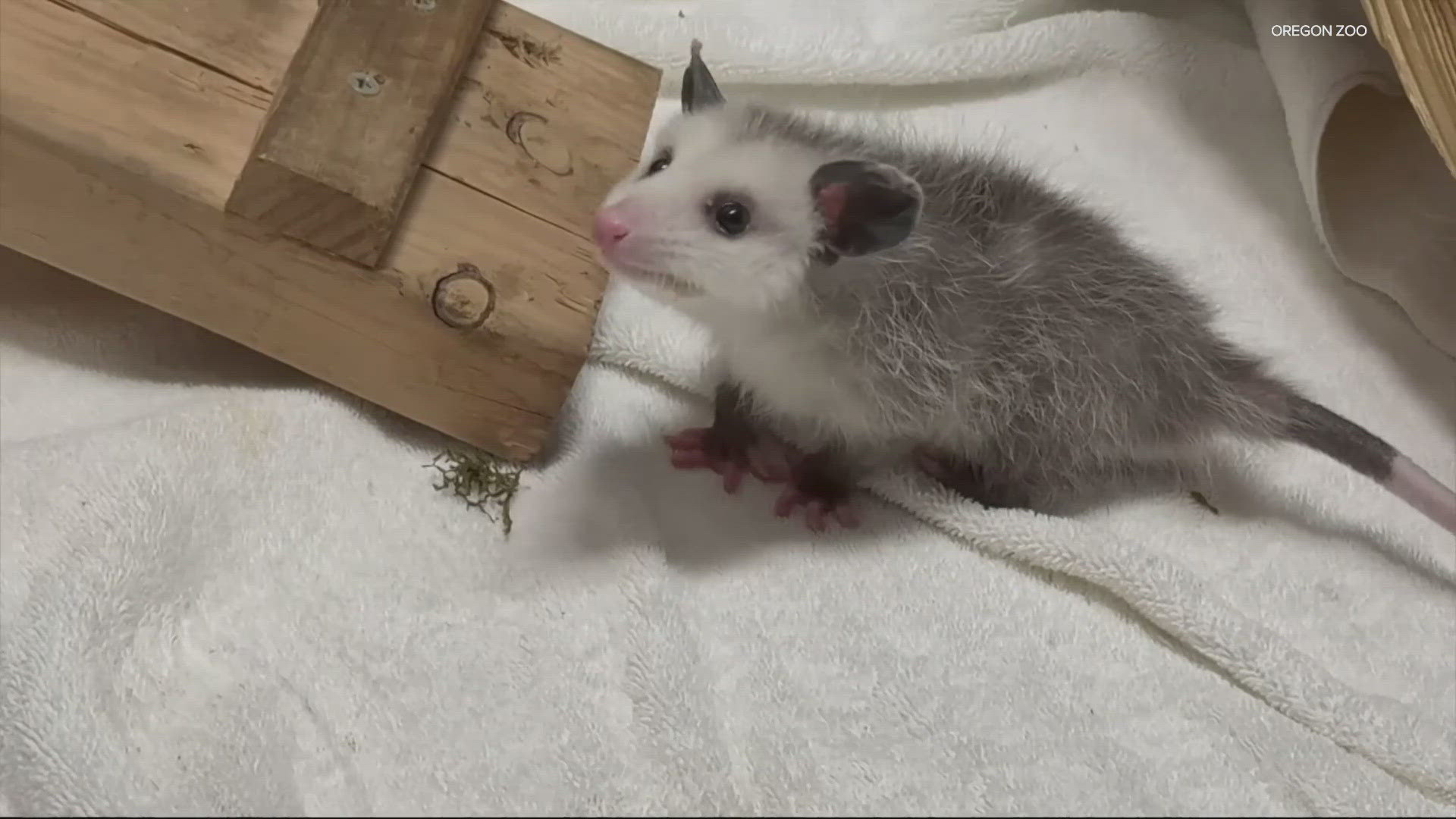 Nigel the opossum is settling into his new home at the Oregon Zoo. He was rescued after he was found wandering in Lebanon.