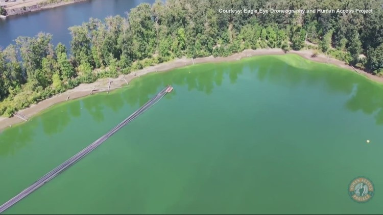 Portland environmental group sues the Oregon DEQ over harmful algae bloom at Ross Island
