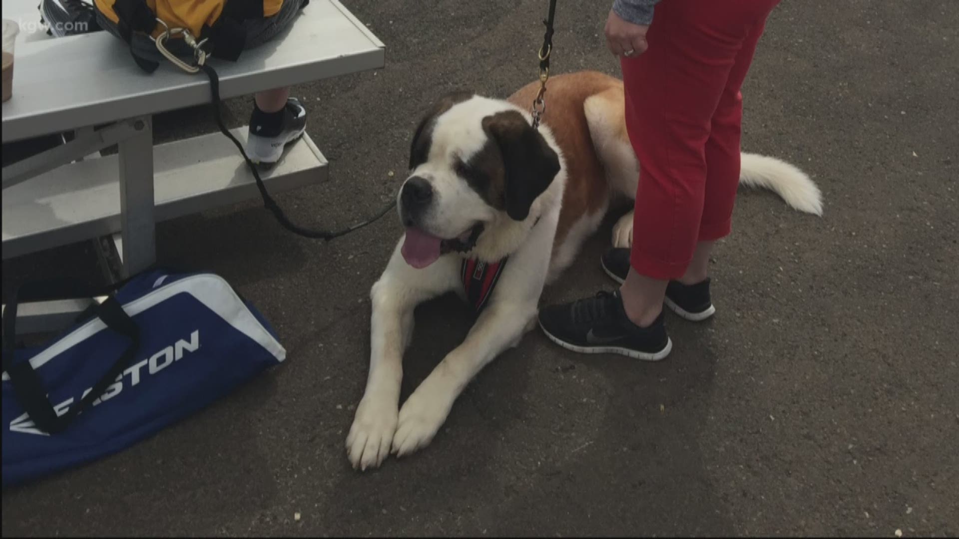 A local family is raising money to get their 12-year-old son what’s called an autism anchoring dog, a special service dog that helps keep children with autism safe and calm.