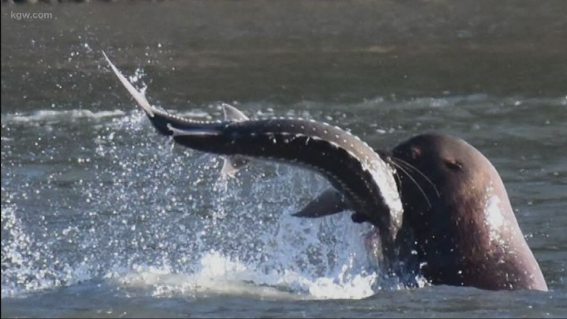 New photos are sparking outrage over sea lions at Willamette Falls.