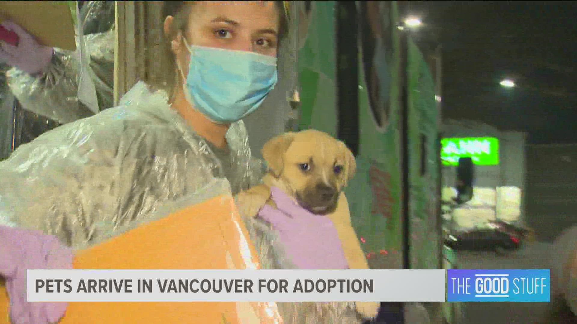 Three Little Pitties specializes in rescuing dogs and cats from overflowing shelters in Texas and bringing them to states like Oregon and Washington.