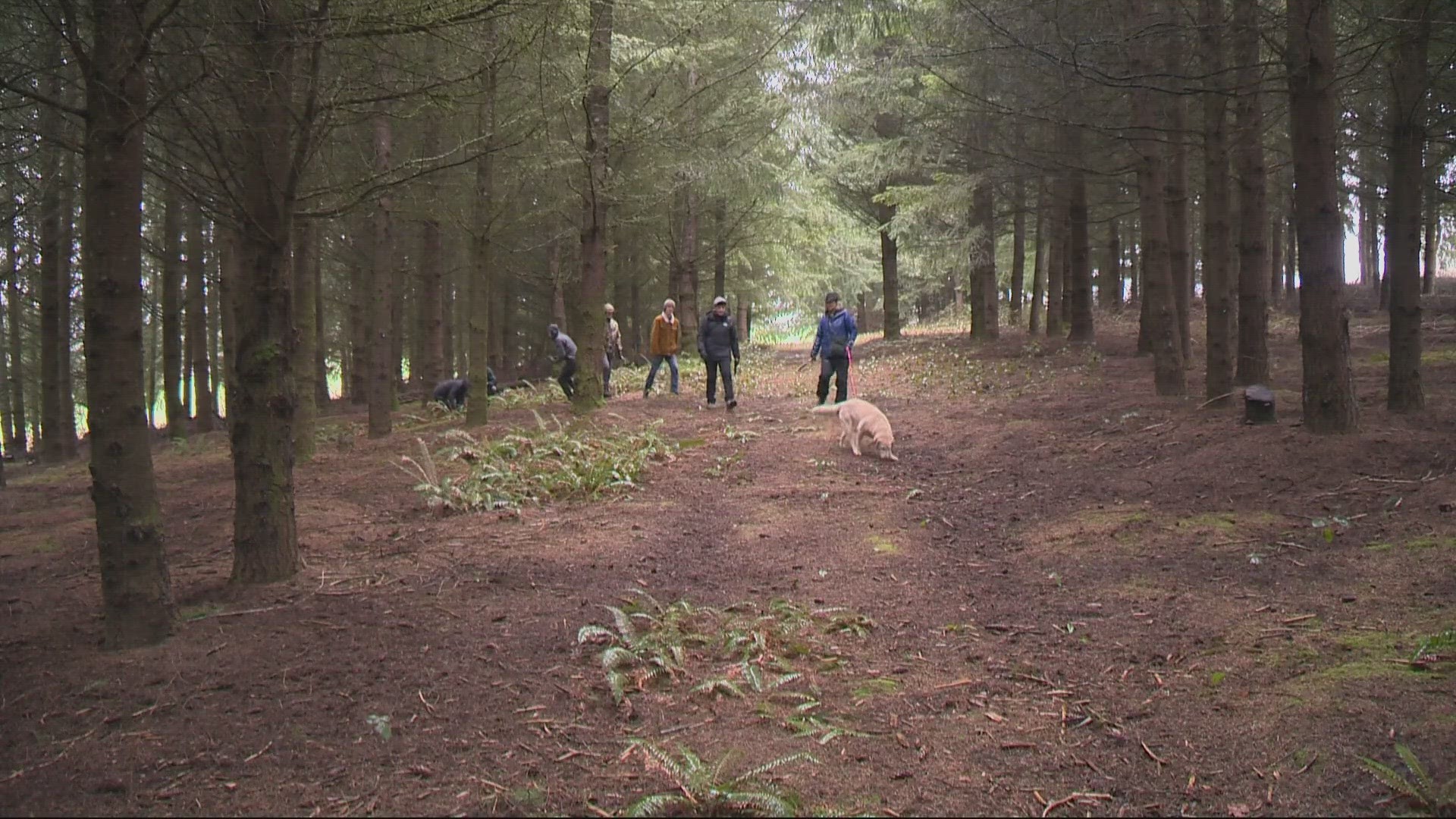 Ava Chapman’s dog Joey is the star of the show. She’s well-trained to sniff out truffles hidden beneath the soil’s surface.