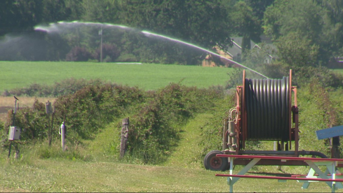 Sauvie Island farm closes in heat, could lose 50,00 this weekend