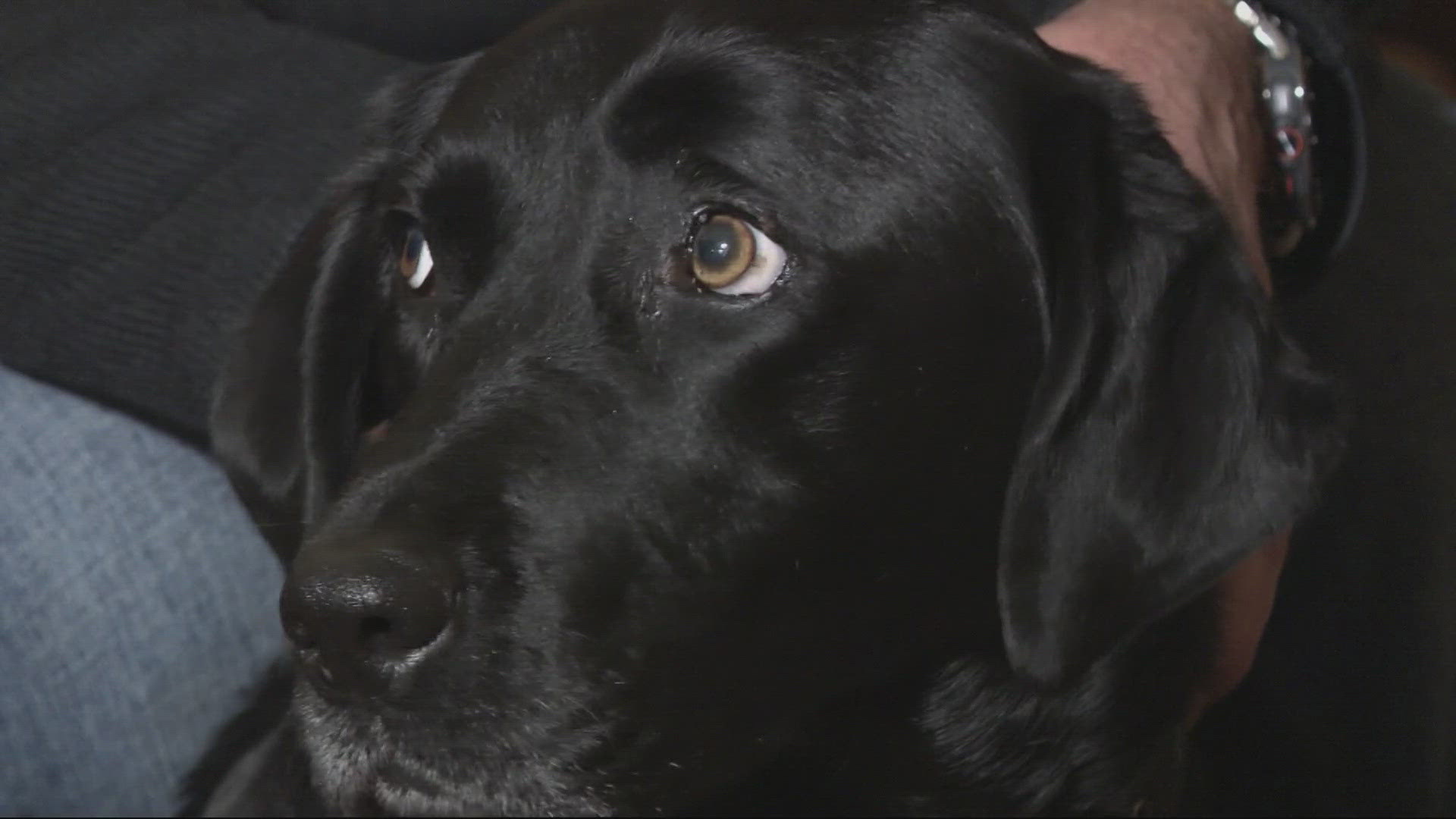 Randy Magley made it out relatively unscathed, but his dog Bella got the worst of it. She's now recovering thanks to the help of a police officer and vet staff.