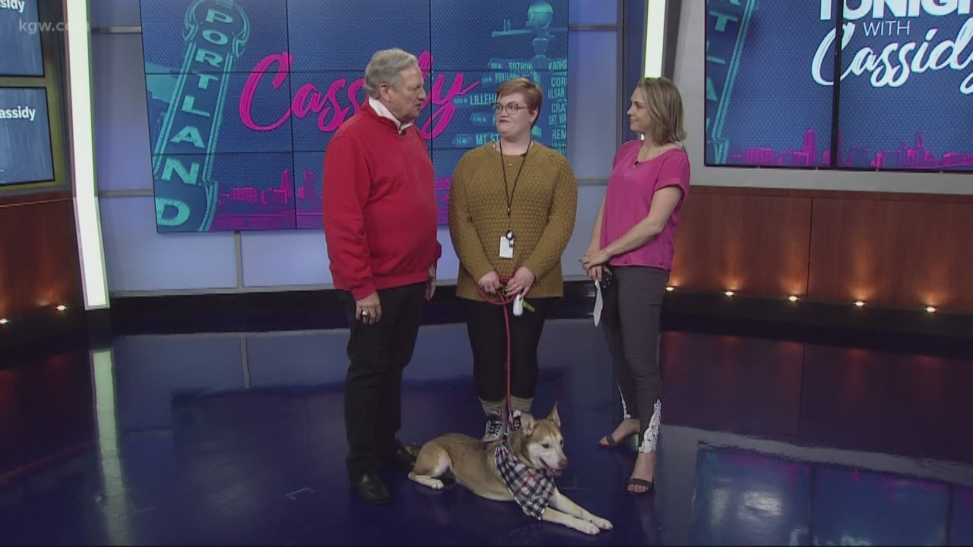 Check out the Beverly Hills Dog Show on Sunday morning on KGW. The show is co-hosted by David Frei.

#TonightwithCassidy