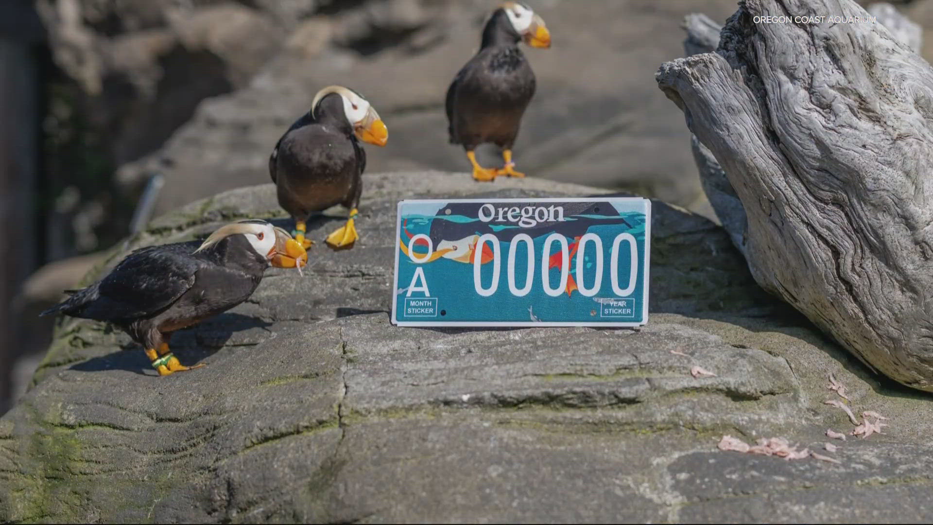 The aquarium needs to sell a minimum of 3,000 vouchers before the plates can be put into production by the Oregon DMV.