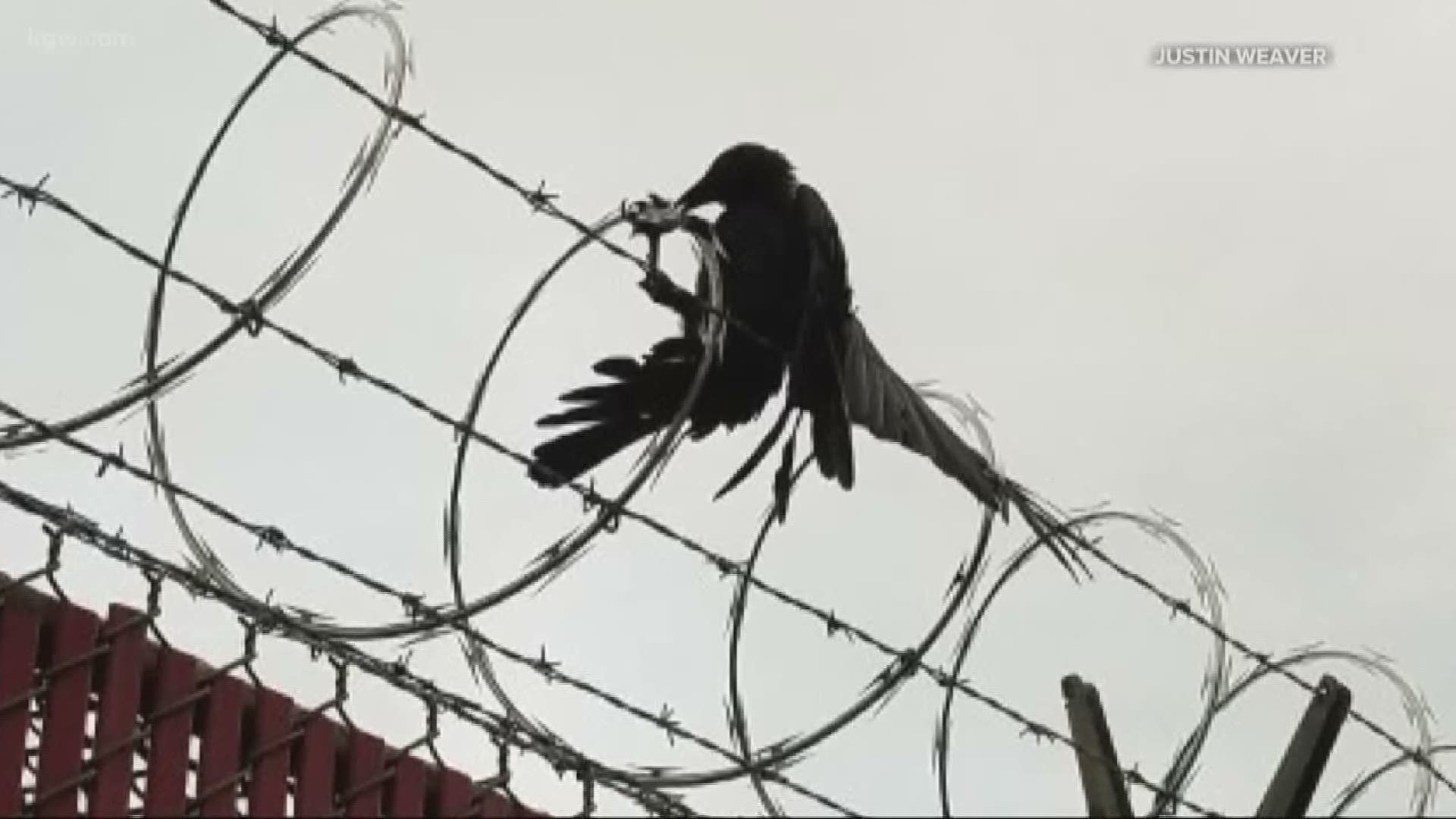 Crow caught in razor wire rescued by PGW, Trimet workers