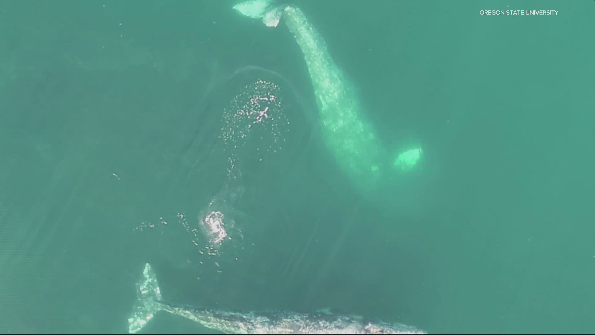 Researchers from Oregon State University's Marine Mammal Institute shared drone footage showing how the gray whales behave under the water.