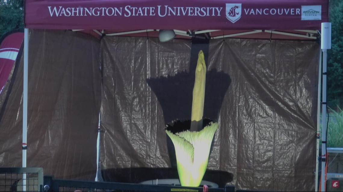 Rare corpse flower at WSU Vancouver is now in bloom