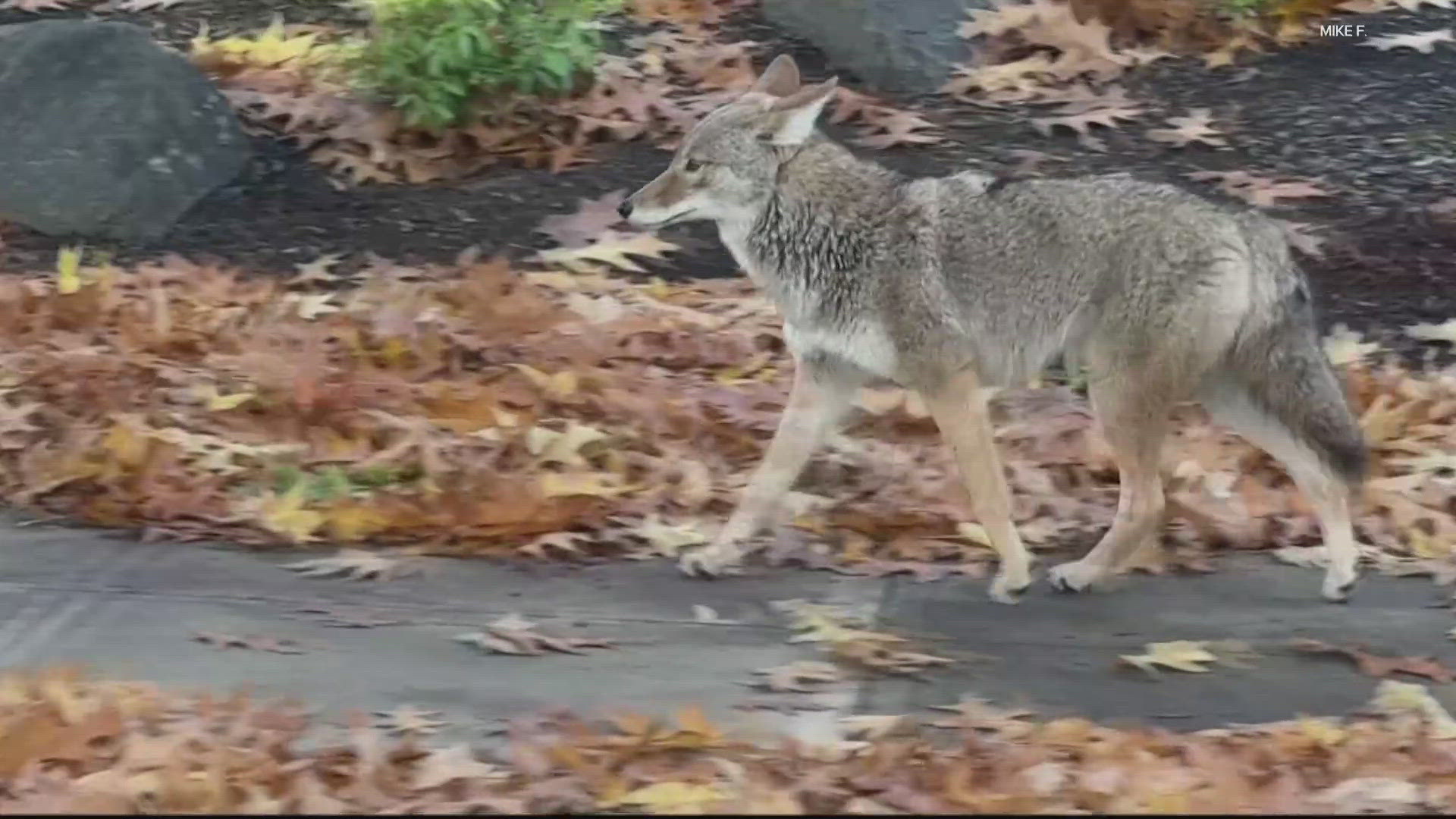 KGW viewers shared videos of coyotes roaming the Irvington Neighborhood and going after backyard chickens.