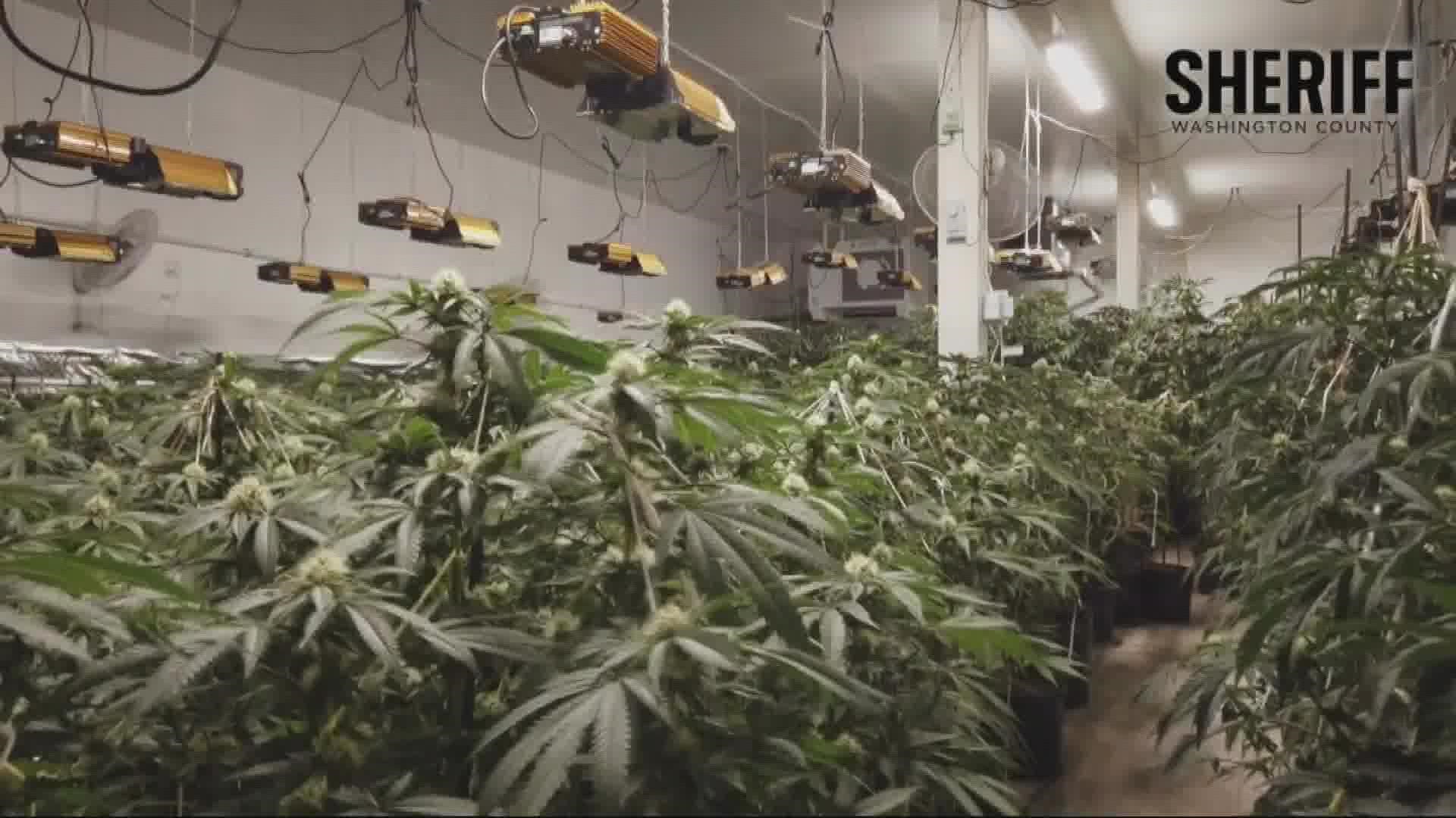 Authorities seized 800 pounds of dried marijuana and more than 5,700 plants with an estimated value of $6.5 million. KGW's Mike Benner reports.