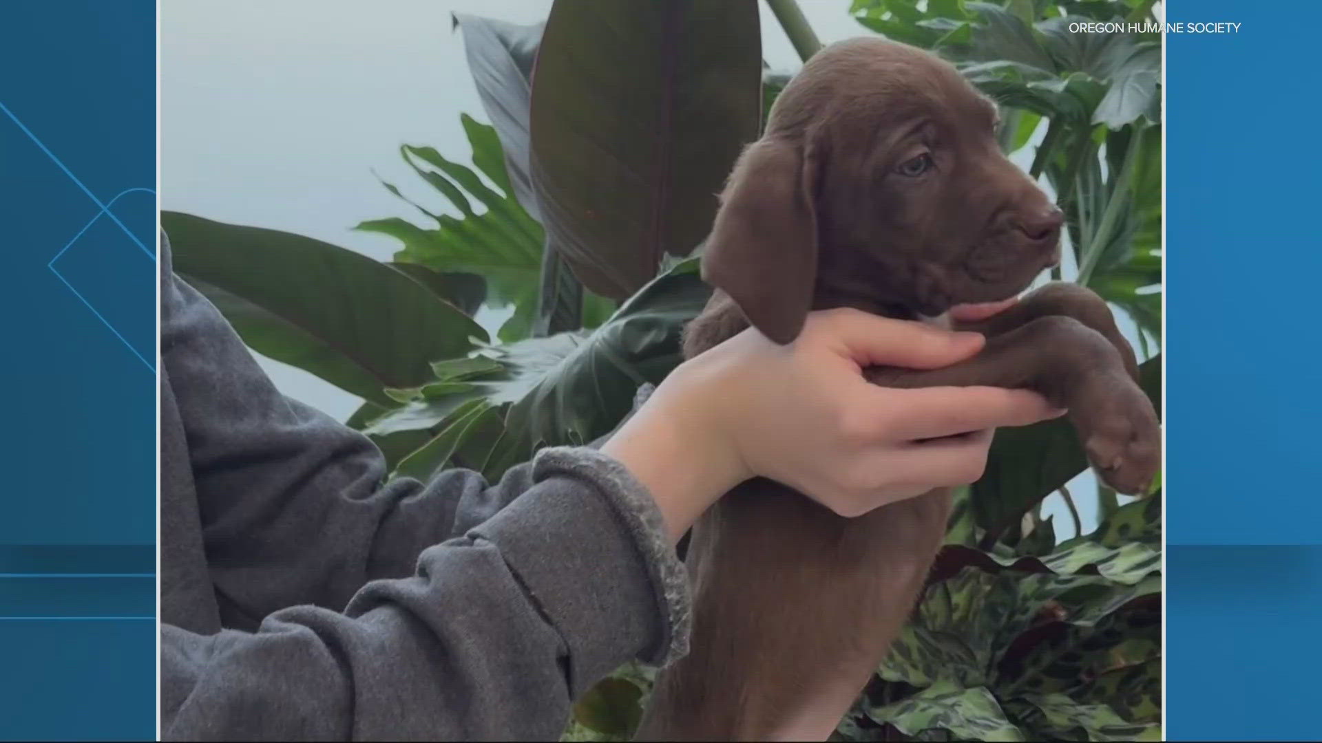 A puppy that was stolen from the Oregon Humane Society Monday night has been found safe. Portland police helped track down the nine-week-old lab pit bull mix.