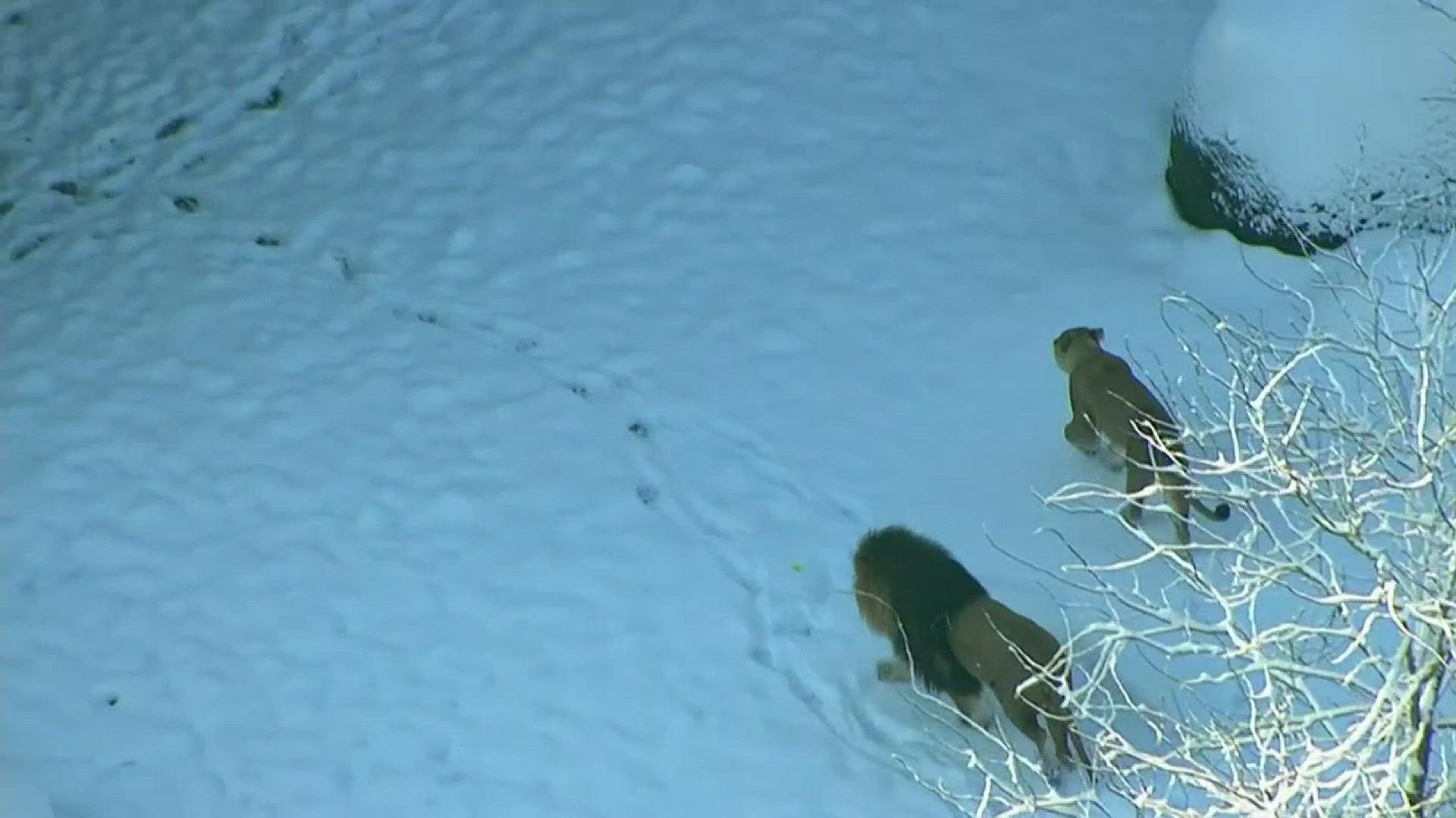Sky 8 caught the lions at the Oregon Zoo playing in the snow this morning!