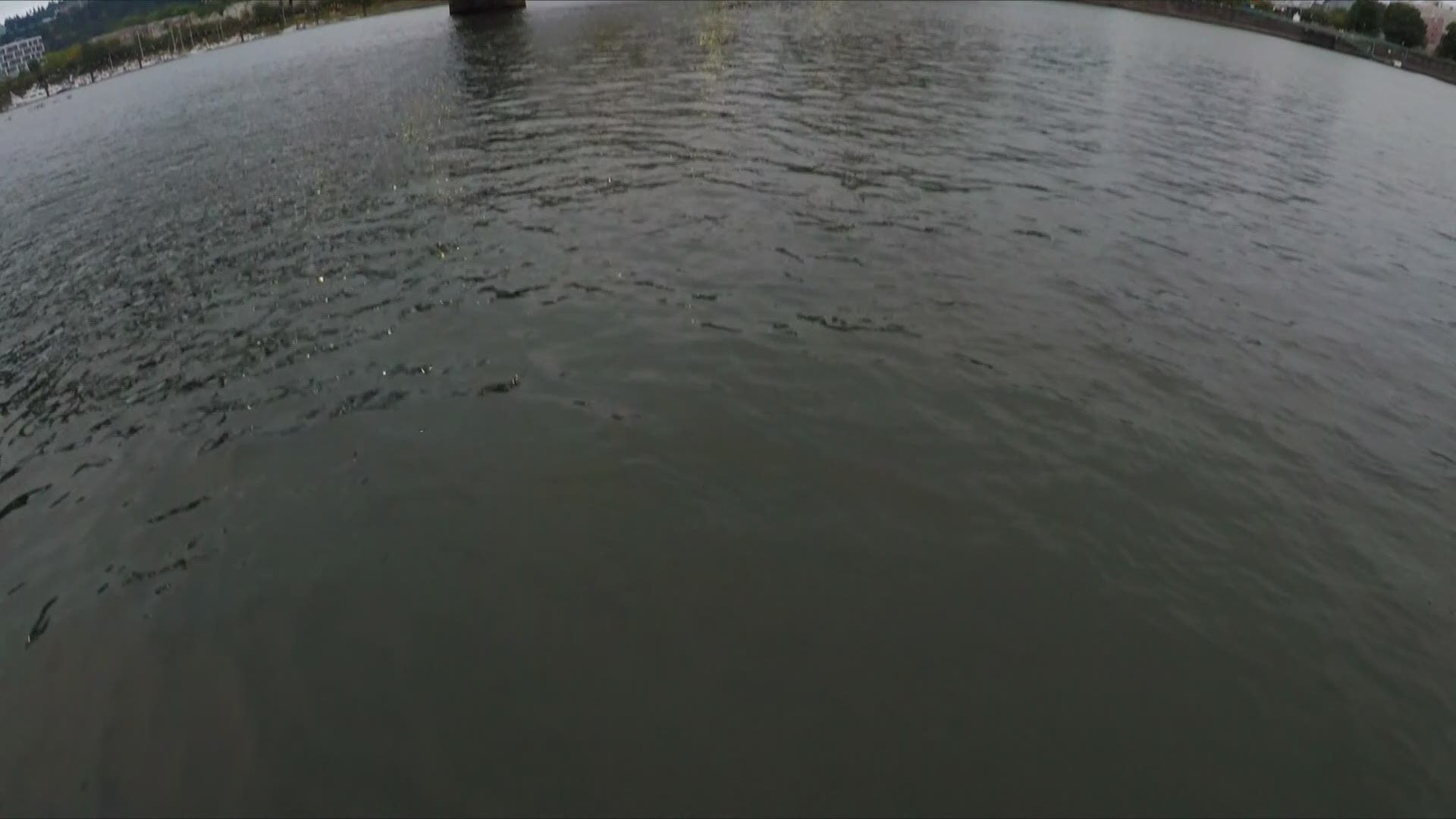 He joined up with the River Huggers Swim Team, part of the Portland Access Project. They are three-hundred-seventy-five open-water enthusiasts who champion use of the cities signature waterway by swimming across the river every day, spring through fall.