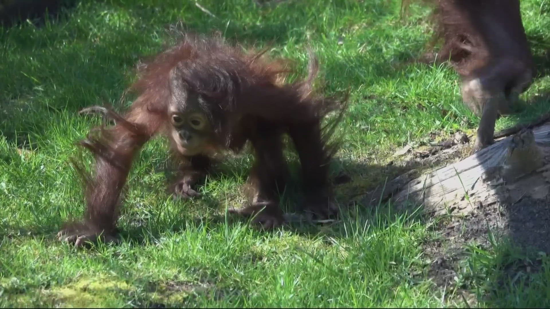 Jolene was the first ape birth at the Oregon Zoo in almost 30 years, and the first baby for her mother, Kitra.