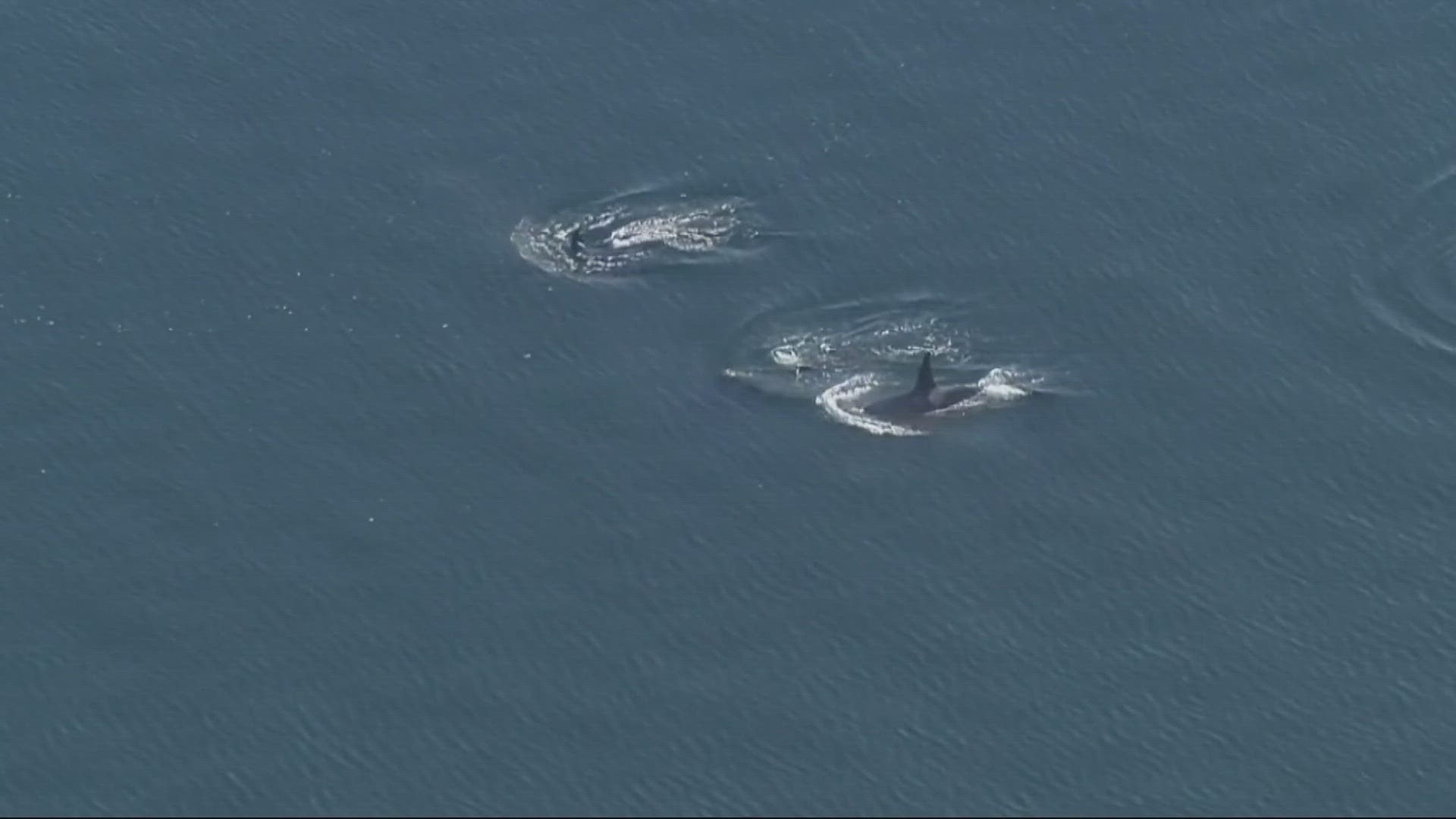 While it's illegal to capture orcas, such as with Tokitae back in the 1970s, orcas still face other challenges. There are only about 75 left, researchers say.