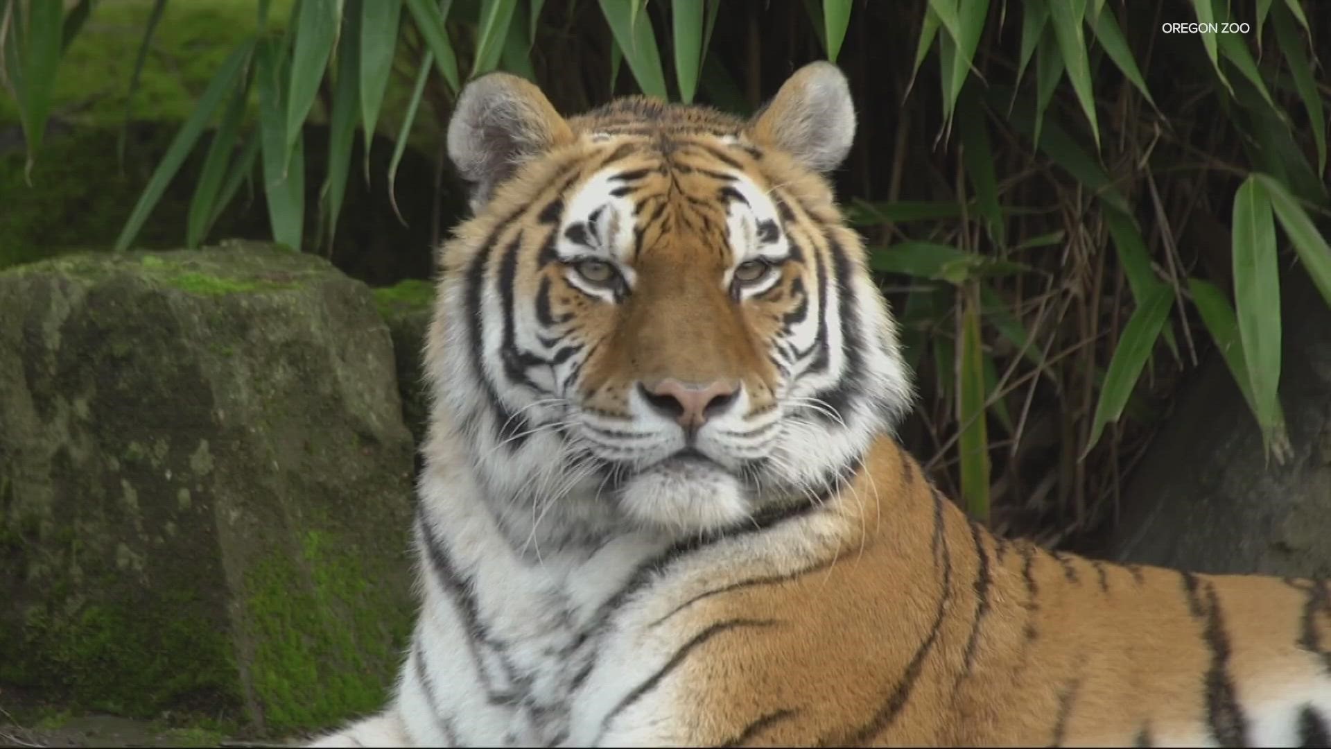 Much-loved tiger Bernadette was transported to OSU for an MRI after showing troubling symptoms last year, but is now recovered.