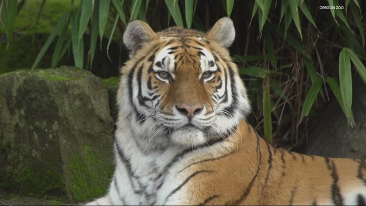 OSU helps Oregon Zoo care for big cat
