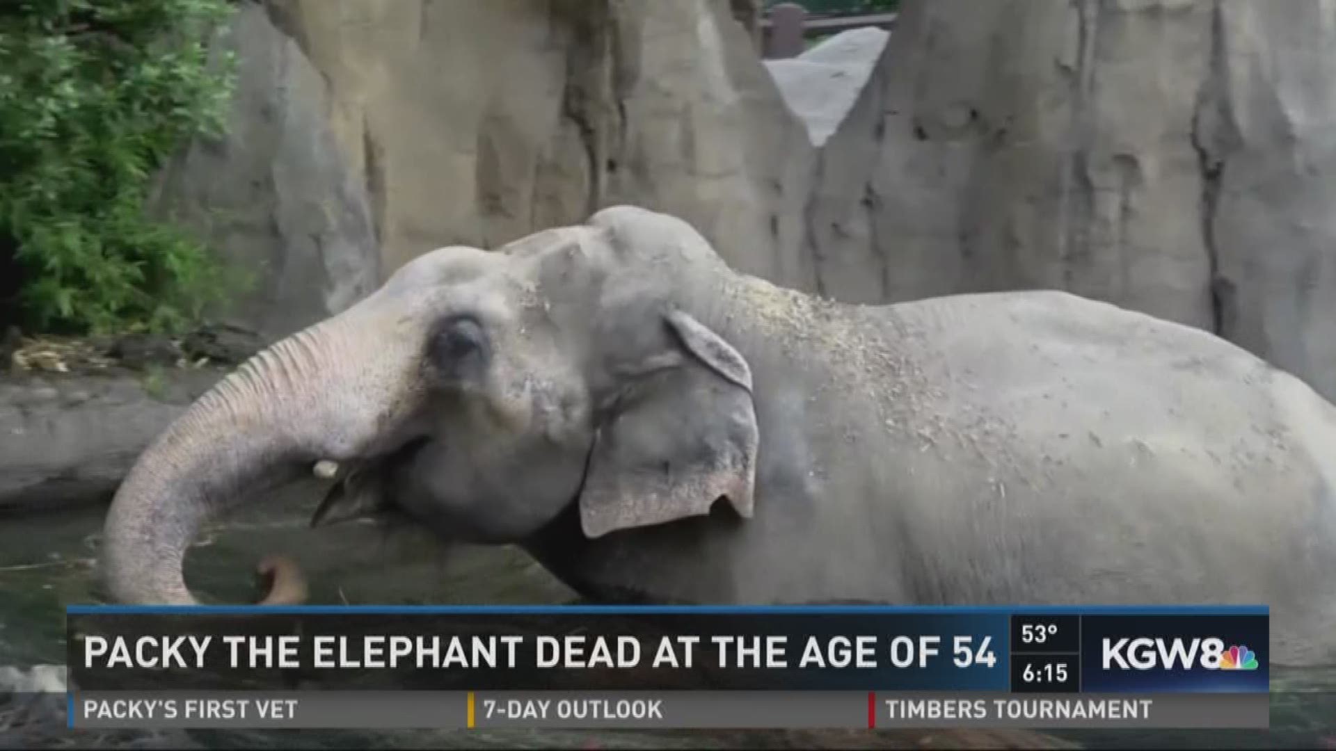 Oregon Zoo elephant Packy euthanized