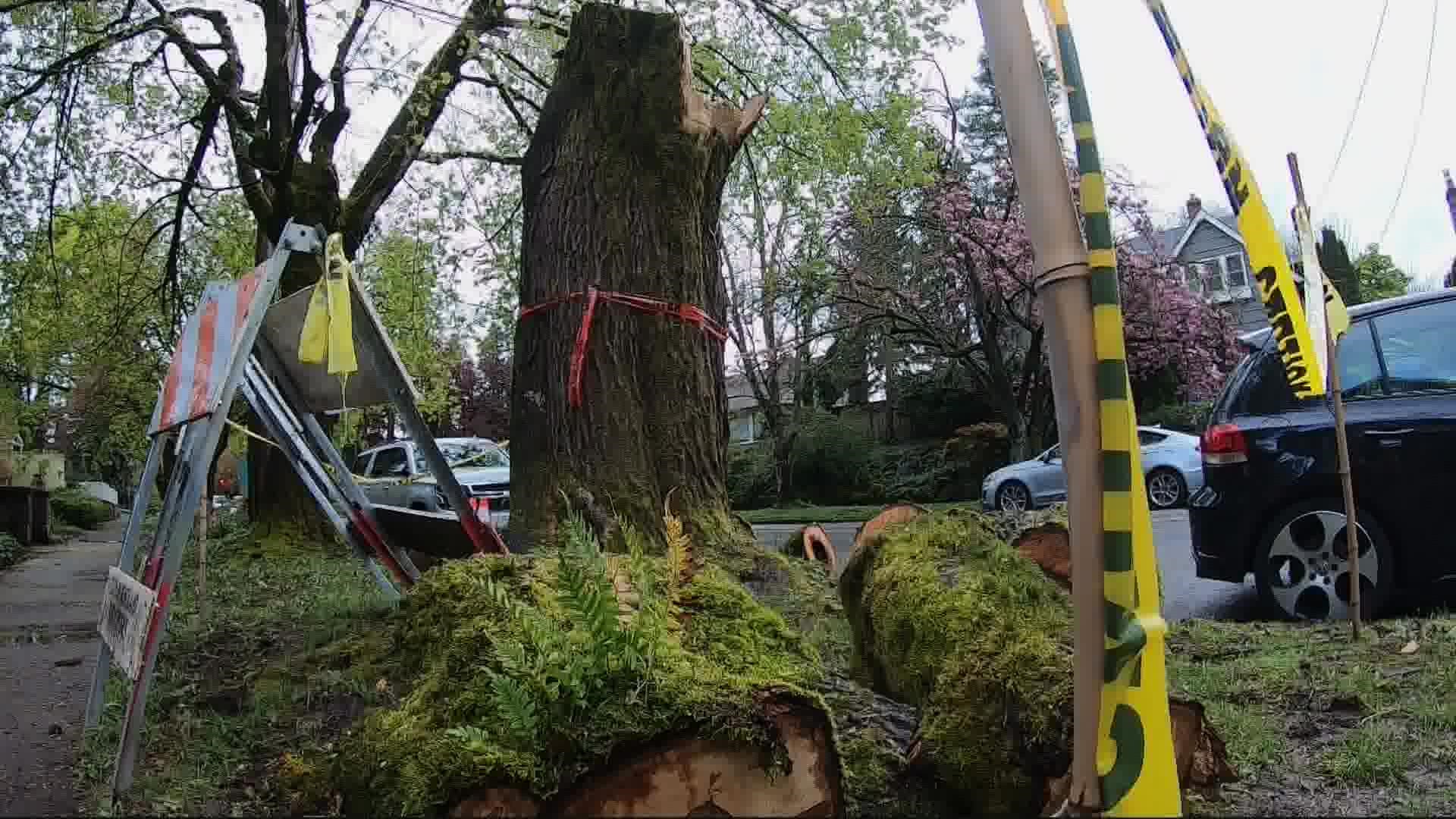 Last week's wind, rain and snow downed trees all around the city, and city Parks & Recreation staff are still working feverishly to take care of them all.