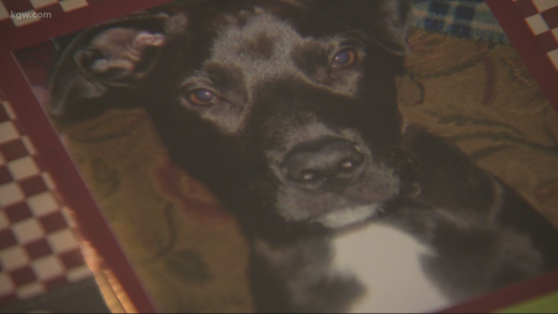 A Gresham family is calling attention to the possible link between grain-free dog food and heart disease. Their dog was diagnosed with advanced dilated cardiomyopath
