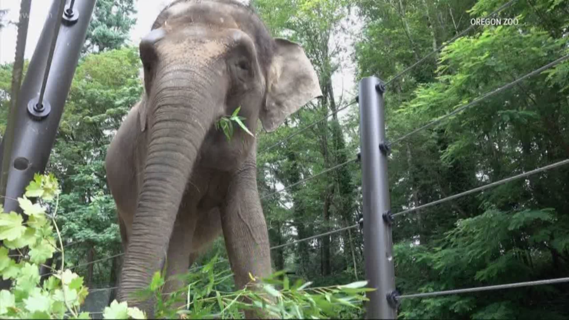 Chendra the elephant is pregnant at the Oregon Zoo.
