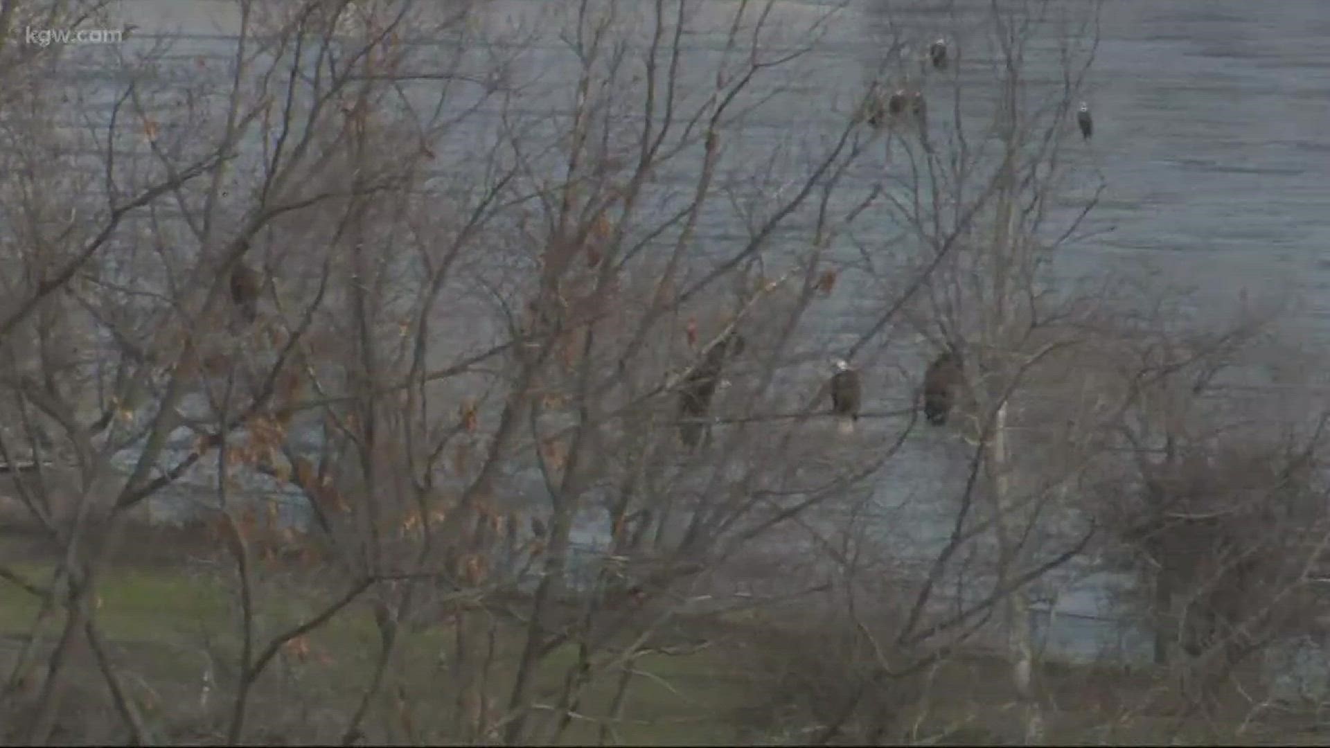 Bald Eagles are gathering at The Dalles Dam.