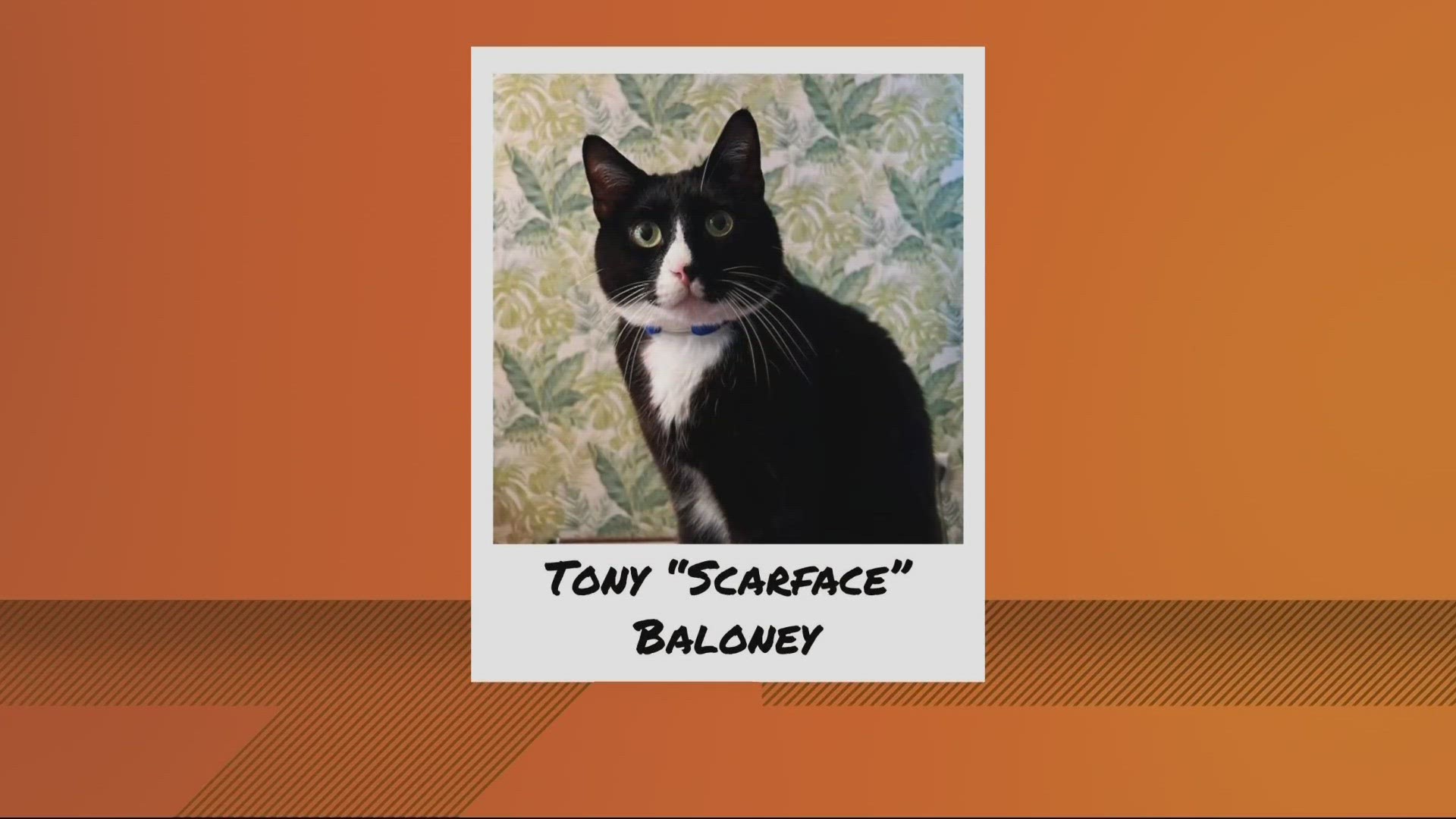 In the spirit of "keeping Portland weird," a cat in the Rose City won a national 2024 Wacky Pet Name contest.