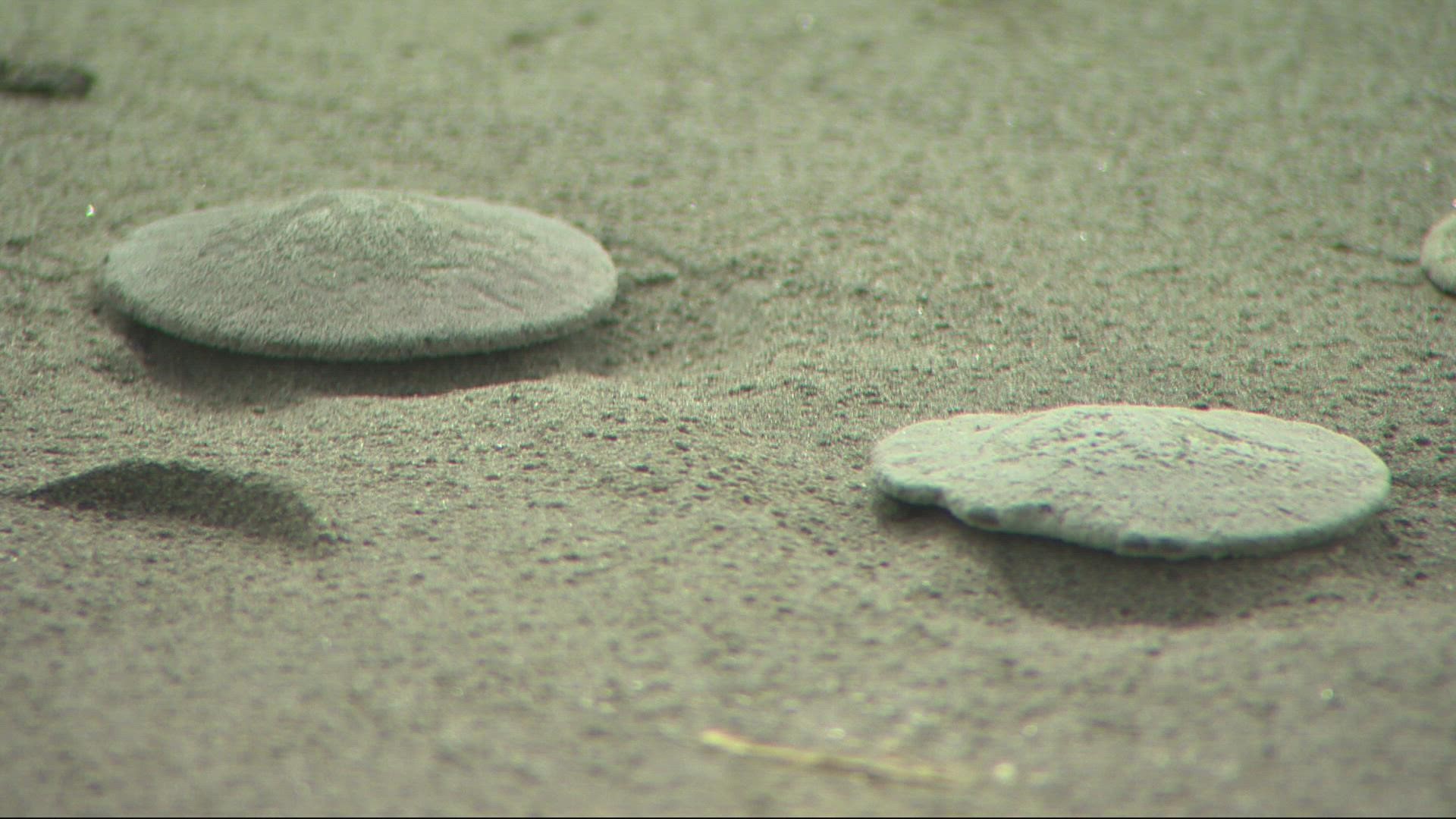 Thousands of sand dollars washed up on the beach in Seaside during a recent tidal event. Devon Haskins spoke to some of the people collecting them.
