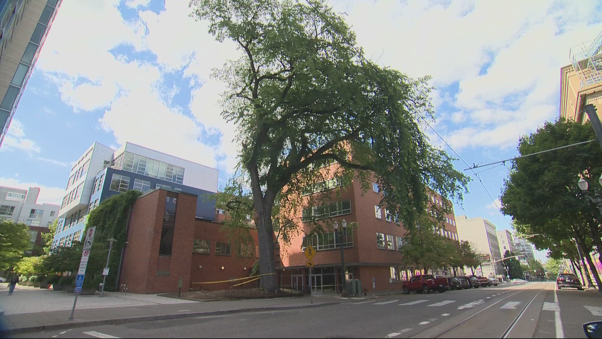 A longtime downtown Portland landmark is no longer standing after the city cut down a tree that's stood for more than 150 years.