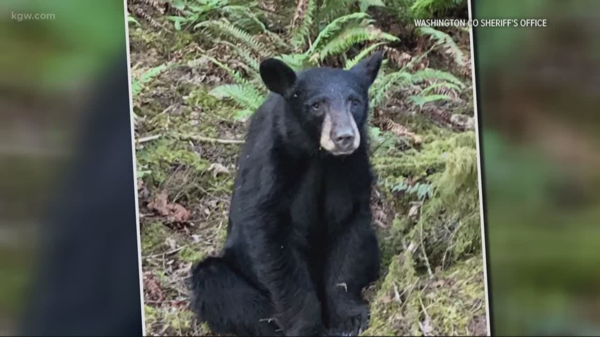 Wildlife officials are warning people not to feed wild animals after they were forced to kill a black bear near Hagg Lake.