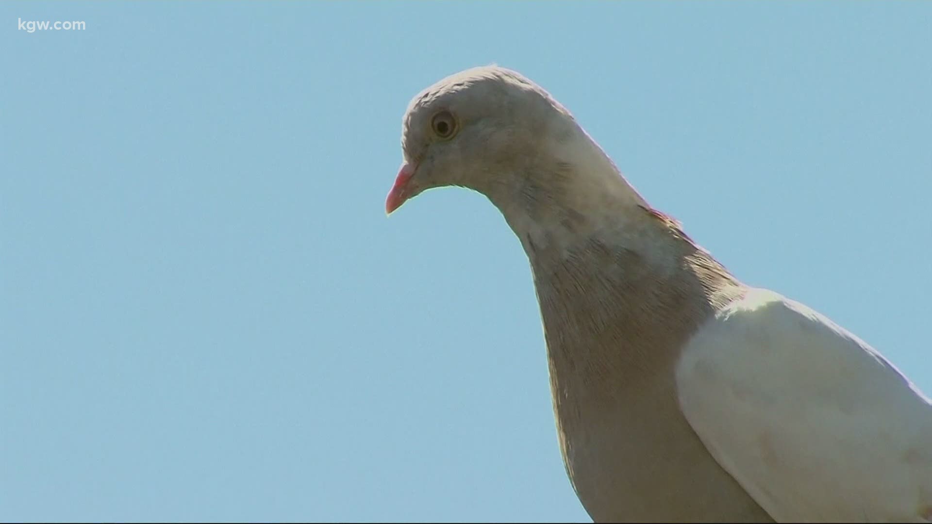 You may have seen headlines about a pigeon that made it from Oregon to Australia. As Joe Raineri found out, there’s more to the story, including some misinformation