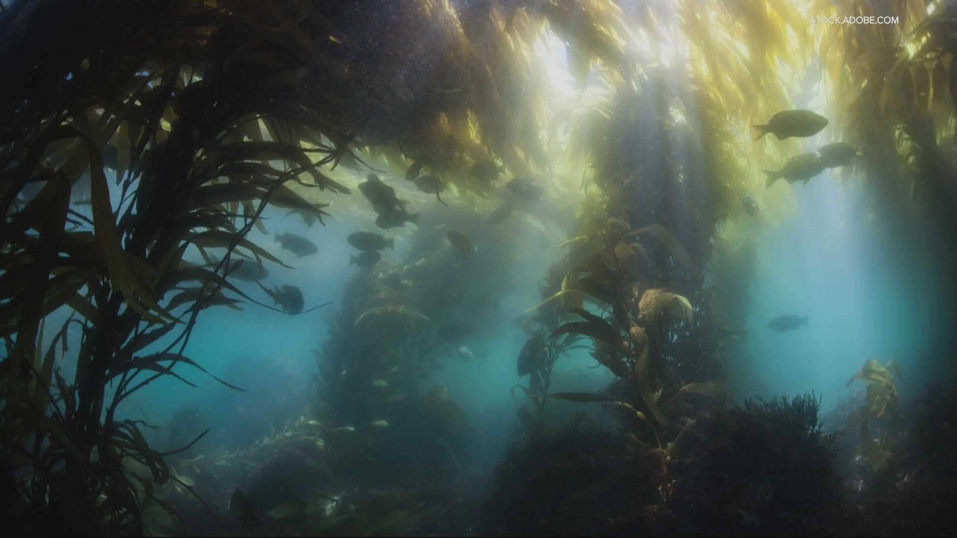 Some kelp forests are dying, impacted by climate change and warming oceans. The plants are essential to the ecosystem and are found in products people use every day.
