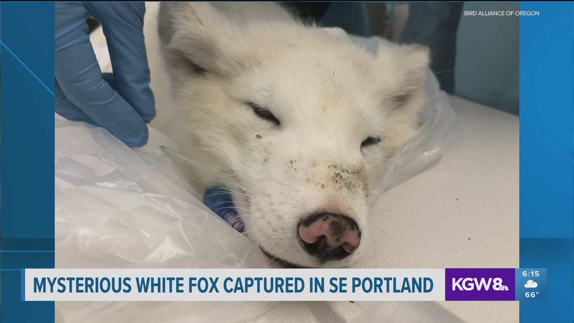 Wildlife Care Center staff believe the Arctic fox either escaped from captivity or was dumped by people who illegally held her.