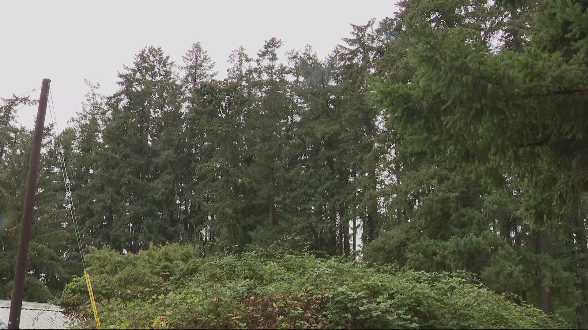 The area along Northwest 150th Avenue is being cleared to make way for a middle housing development, with neighbors upset over the elimination of acres of old growth