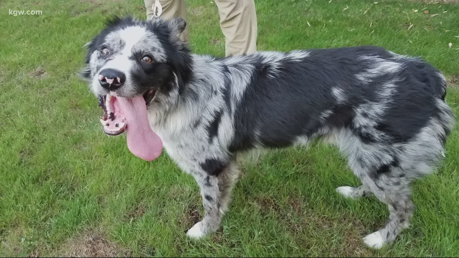 Gail Krueger was trying to find the owner of a lost dog when someone stole her car with her 3-year-old Australian shepherd inside.