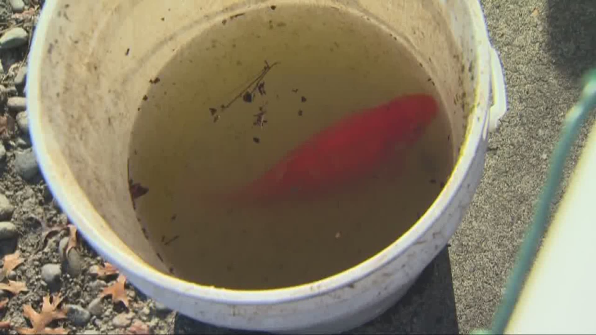 City of Tualatin, citizens save goldfish in Commons lake