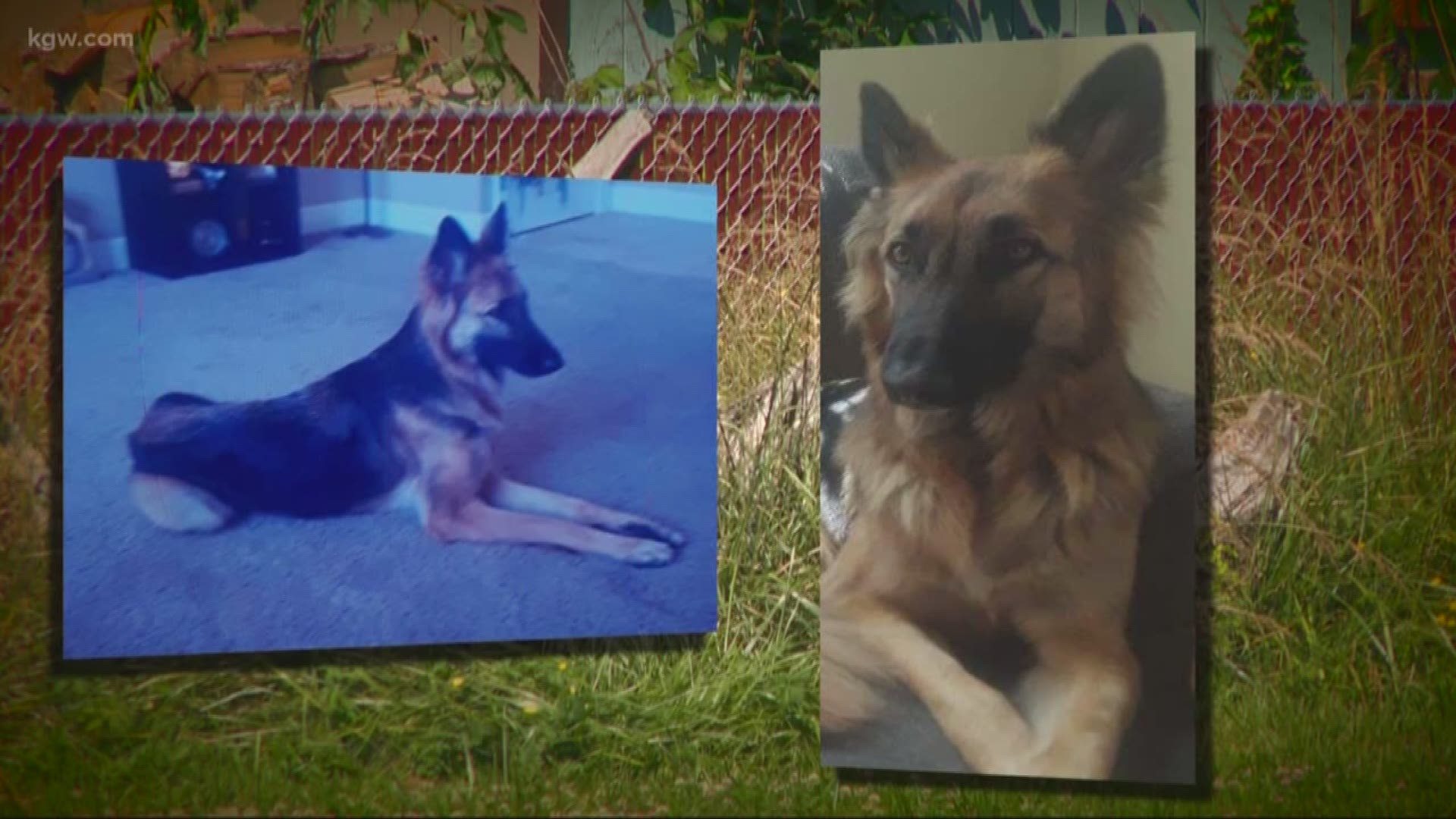 A Milwaukie man is searching for his service dog that went missing early Saturday morning.