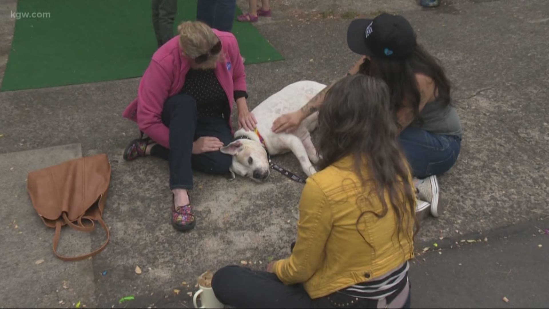 Aug. 17 was National Clear the Shelters Day. Today, on Sunday, a local non-profit called One Tail at a Time PDX decided to try and clear the foster homes by introducing interested families to sweet foster dogs available for adoption. During our interview, we caught a cute moment!