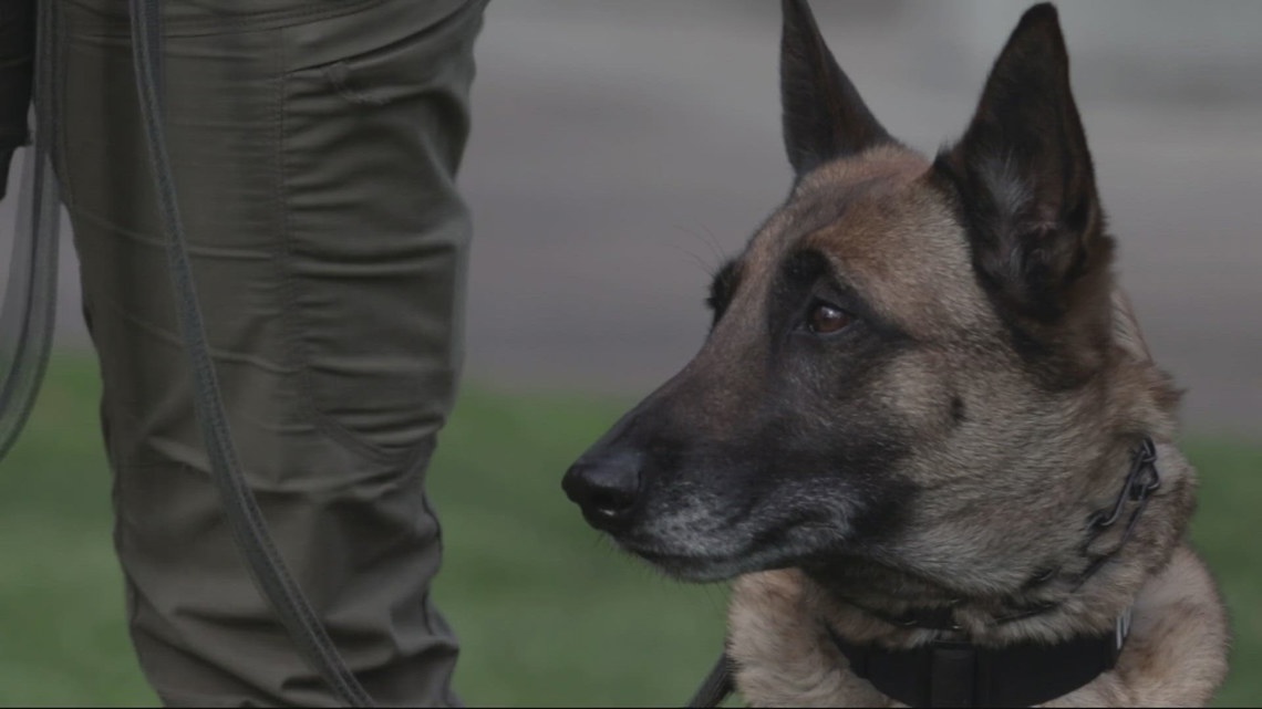 Electronics-sniffing dog helps Evergreen Public Schools prevent hidden cameras from invading privacy