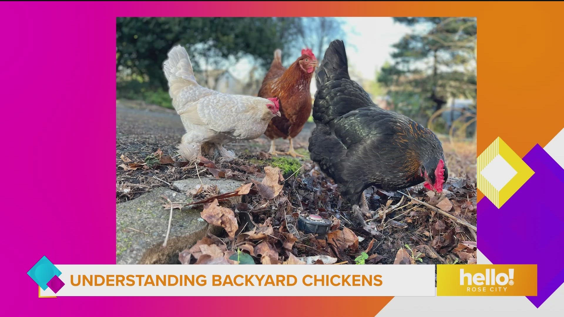 Local author Tove Danovich's new book is Under the Henfluence: Inside the World of Backyard Chickens and the People who Love Them