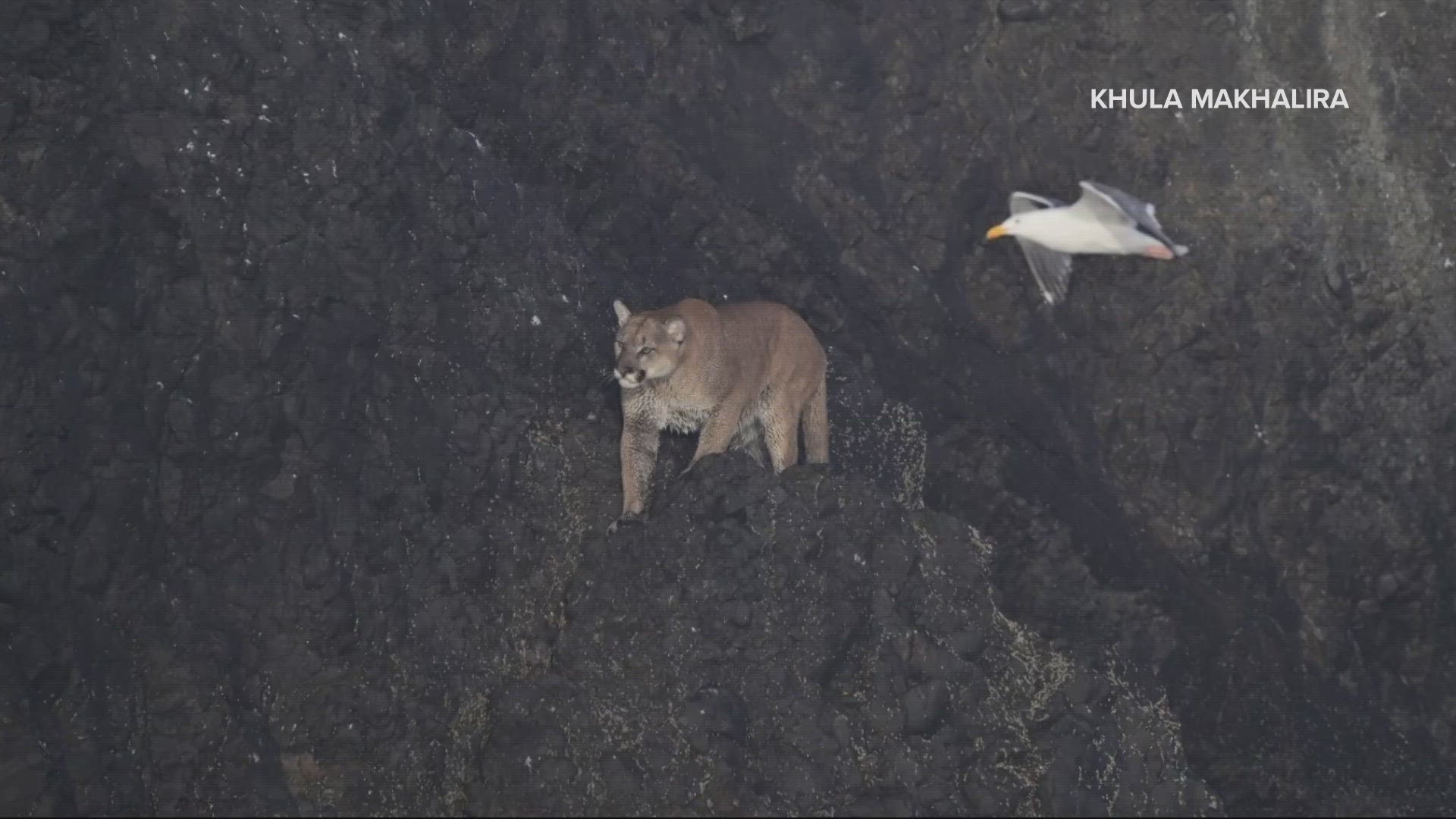 Cougar Spotted On Haystack Rock Leads To Cannon Beach Closure