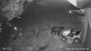 ODFW confirms more bear sightings in and around Forest Park