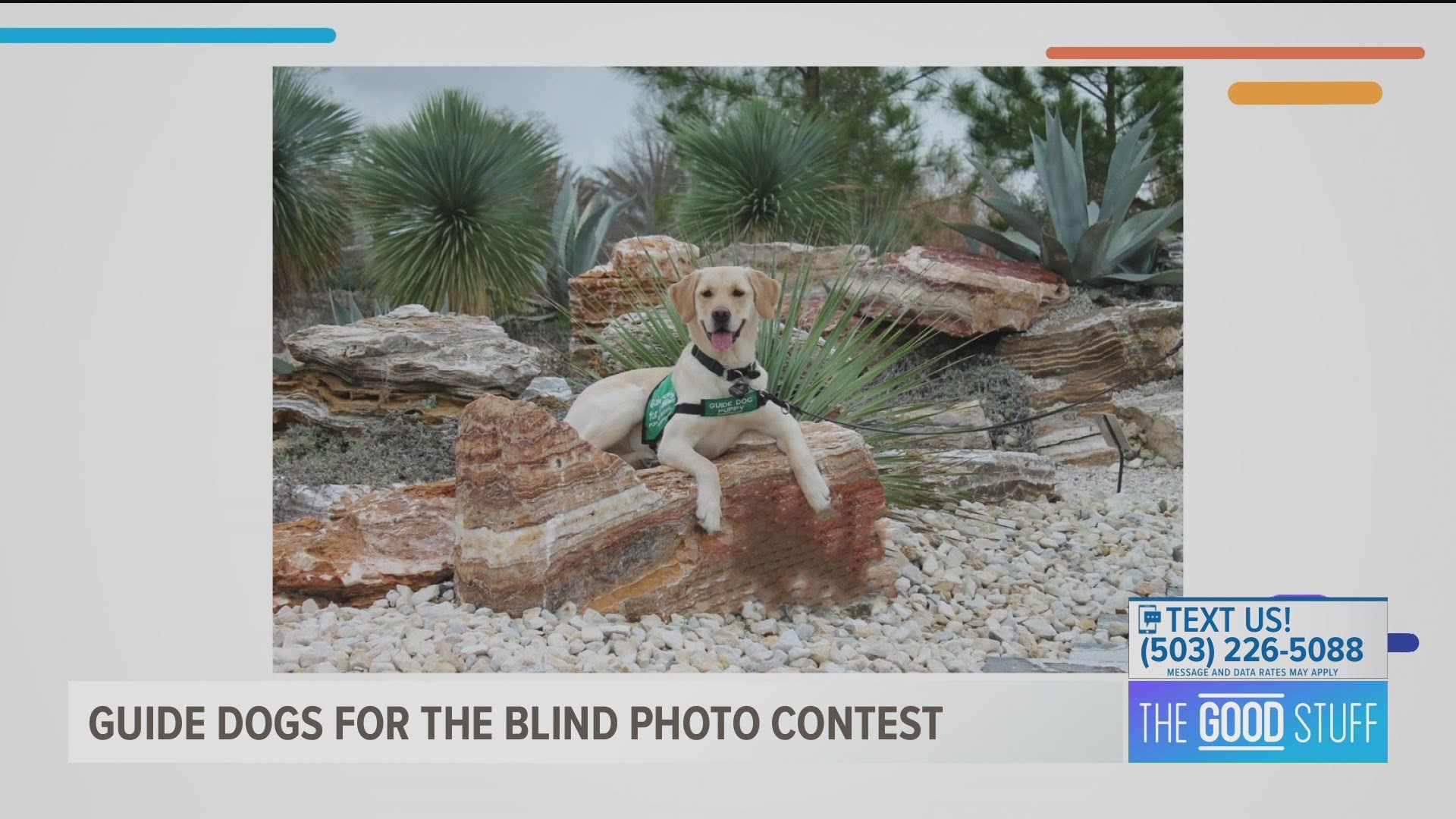 Guide Dogs for the Blind is holding its Puparazzi Photo Contest through April 19.