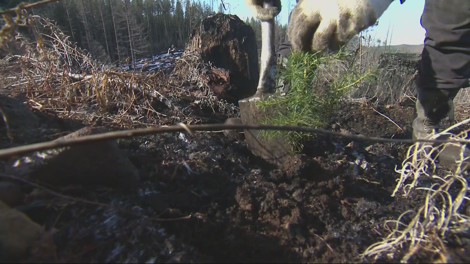 The Beachie Creek fire burned thousands of acres of the Santiam State Forest in 2020 — leading to massive effort to replant the trees that were lost.